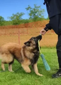 Kutyakiképzés Nyíregyházán csoportban, játék közben morog az oké