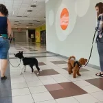 Húzza a pórázt? Pedig annyira jó lenne az a laza pórázos séta…