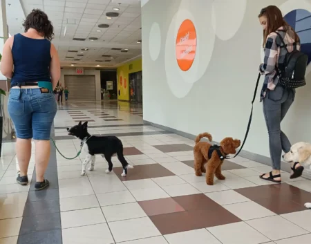 Kölyökkutya szocializáció, laza pórázos séta