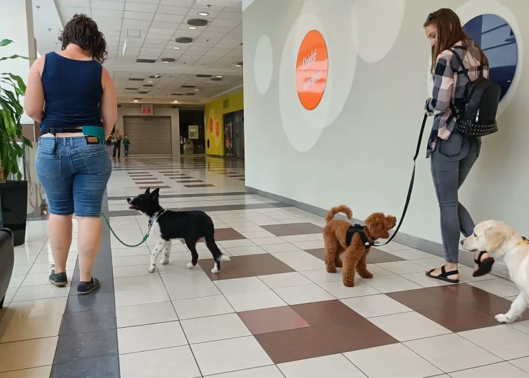 Kölyökkutya szocializáció