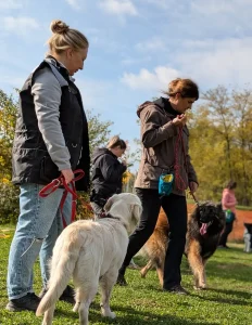 Felnőtt alaptanfolyam Nyíregyházi kutyaiskolában
