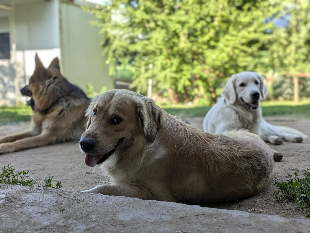 Nyíregyházi kutyanapközis jó kedvű vendégek