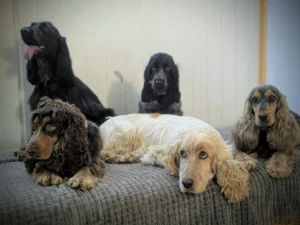 Nyíregyháza benti kutya panziója