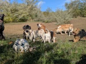 Szórakoztató játék a kutyapanzióban