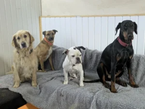 Benti pihenés a kutyapanzióban