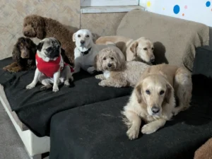 Benti kutyapanzió nyíregyháza