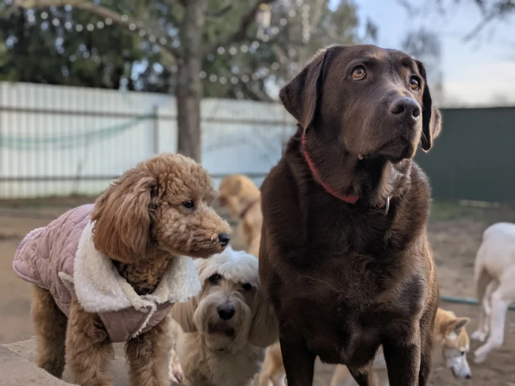 Labrador és barátai napköziznek