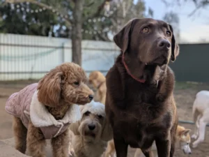 Labrador és barátai napköziznek