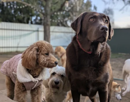 Labrador és barátai napköziznek