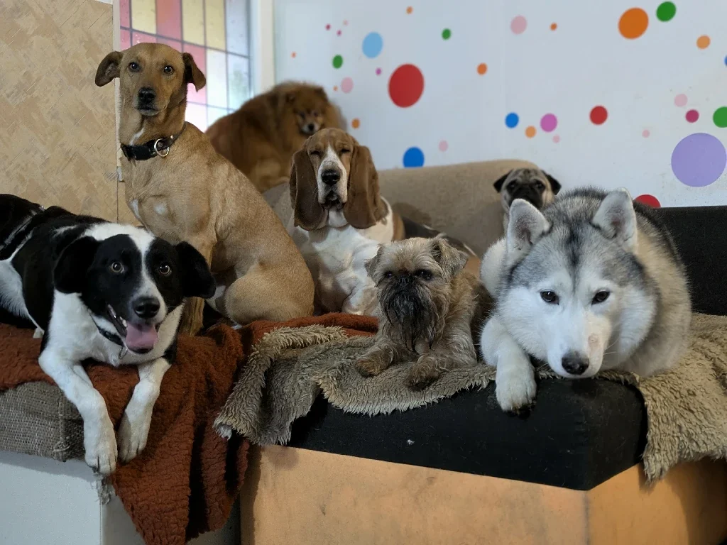 Good Boy kutyanapköziben pihenés