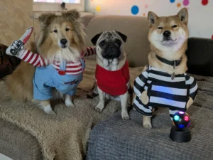 Jelmezbál a kutyapanzióban