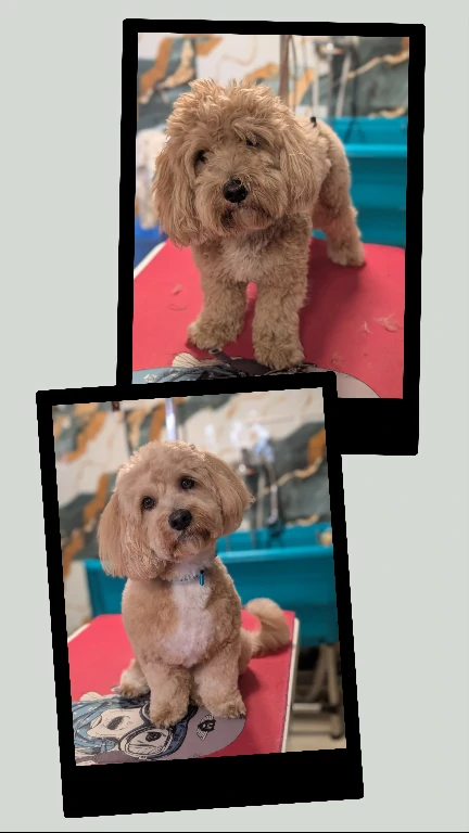 maltipoo fazon kozmetikai nyírás